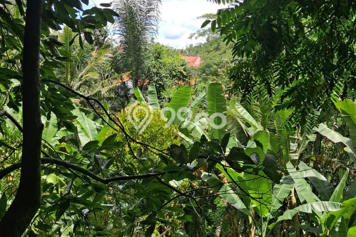 Tanah Kosong Disewakan di Ubud, Gianyar, Luas 2100m2 Tanah Kosong Disewakan di Ubud, Gianyar, Luas 2100m2