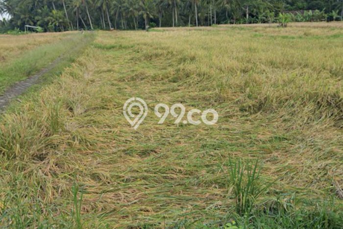 Tanah untuk Disewakan di Ubud Gianyar SHM Tanah untuk Disewakan di Ubud Gianyar SHM
