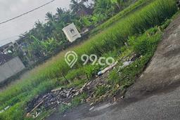 Lahan untuk Disewakan di Ubud Gianyar SHM Lahan untuk Disewakan di Ubud Gianyar SHM
