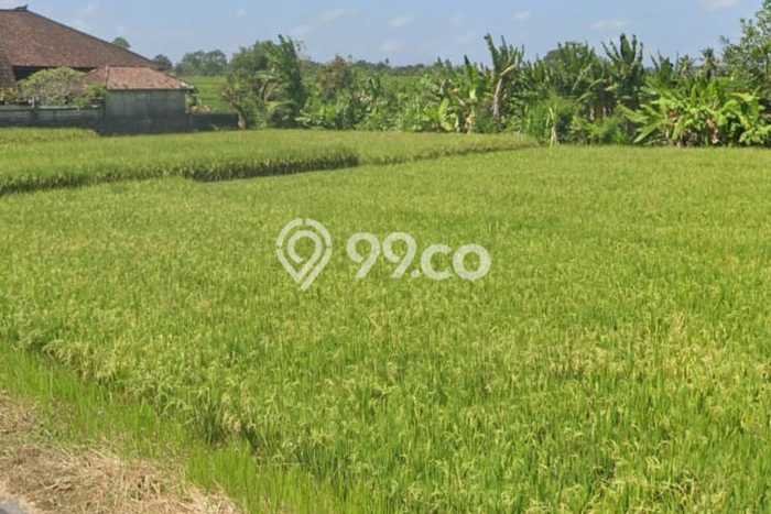 Tanah Dijual Area Strategis di Kedungu Tabanan 1400m2 Tanah Dijual Area Strategis di Kedungu Tabanan 1400m2