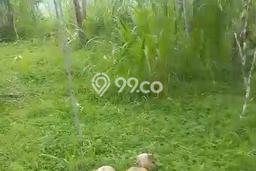 Kavling Tanah Dijual di Tampaksiring Gianyar Spesifikasi 3360m2 Kavling Tanah Dijual di Tampaksiring Gianyar Spesifikasi 3360m2
