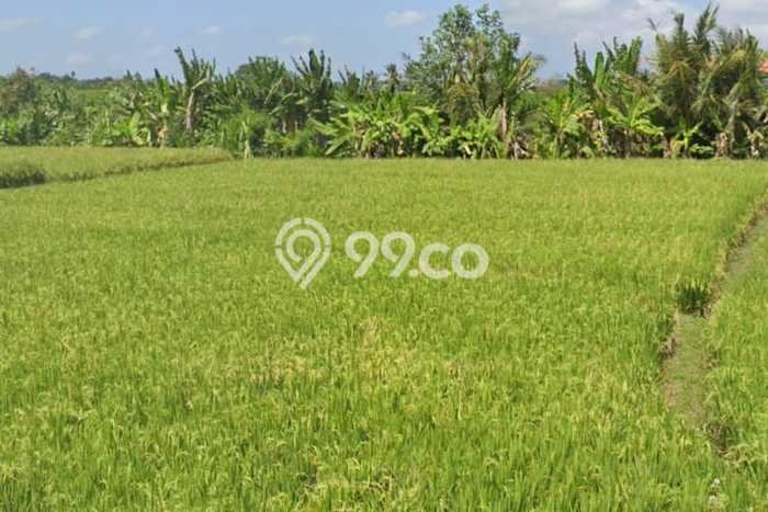 Tanah Dijual Area Strategis di Kedungu Tabanan 1400m2 Tanah Dijual Area Strategis di Kedungu Tabanan 1400m2