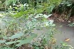 Kavling Tanah Disewakan di Ubud Gianyar Luas 2000m2 Strategis Kavling Tanah Disewakan di Ubud Gianyar Luas 2000m2 Strategis