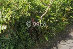 Tanah untuk Dijual di Ubud Gianyar Luas 1400m2 Tanah untuk Dijual di Ubud Gianyar Luas 1400m2