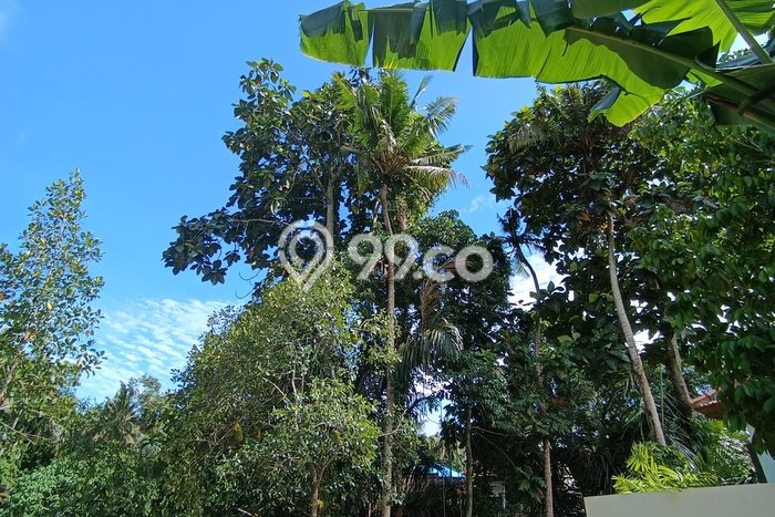 Disewakan Tanah di Ubud Luas 270m2 - Disewakan Tanah di Ubud Luas 270m2 -