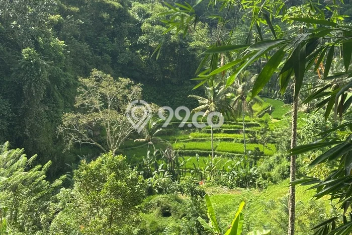 Disewakan Tanah Seluas 5000m2 di Ubud, Gianyar Disewakan Tanah Seluas 5000m2 di Ubud, Gianyar