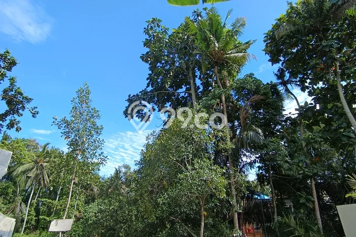 Disewakan Tanah di Ubud Luas 270m2 - Disewakan Tanah di Ubud Luas 270m2 -