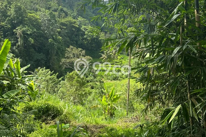 Disewakan Tanah Seluas 5000m2 di Ubud, Gianyar Disewakan Tanah Seluas 5000m2 di Ubud, Gianyar