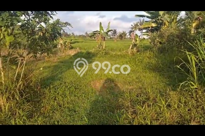 Siap Disewakan Tanah di Ubud Luas 2700m2 Area Potensial Siap Disewakan Tanah di Ubud Luas 2700m2 Area Potensial