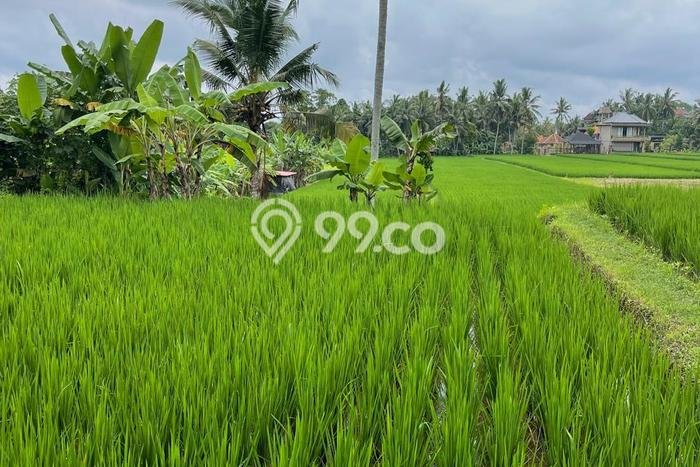 Tanah Kavling di Peliatan Dijual dengan Luas 300m2 Tanah Kavling di Peliatan Dijual dengan Luas 300m2