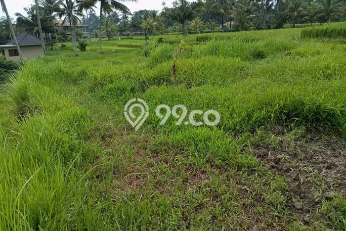Tanah Komersial Disewakan di Ubud Gianyar Seluas 2000m2 Tanah Komersial Disewakan di Ubud Gianyar Seluas 2000m2