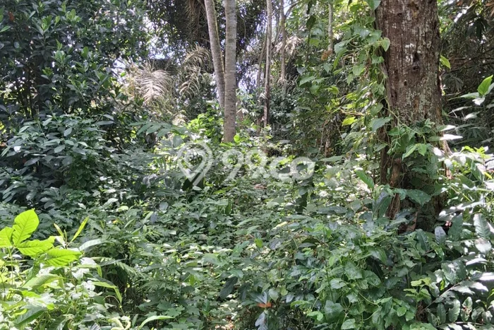 Tanah Kosong Disewakan di Ubud, Gianyar, Luas 2100m2 Tanah Kosong Disewakan di Ubud, Gianyar, Luas 2100m2