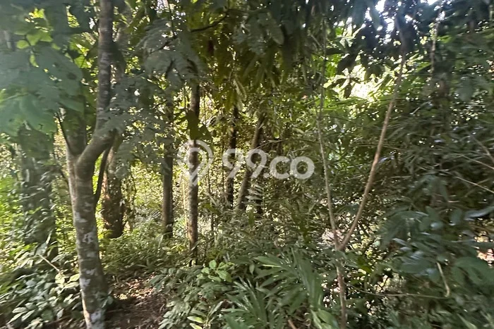 Disewakan Tanah Seluas 1000m2 di Ubud, Gianyar Disewakan Tanah Seluas 1000m2 di Ubud, Gianyar