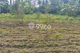 Lahan Kosong Dijual di Petang, Badung, Luas 4850m2 Area Strategis Lahan Kosong Dijual di Petang, Badung, Luas 4850m2 Area Strategis