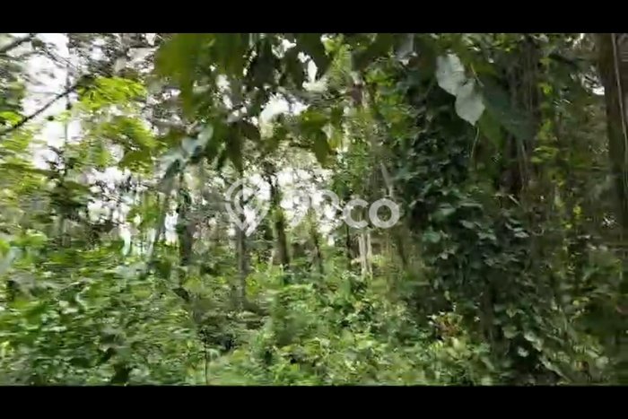 Kavling Tanah Disewakan di Ubud Gianyar Luas 3000m2 Strategis Kavling Tanah Disewakan di Ubud Gianyar Luas 3000m2 Strategis