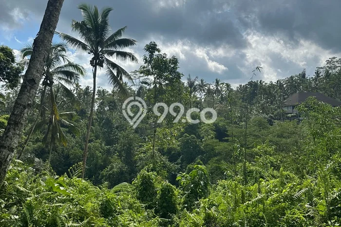 Disewakan Tanah Seluas 5000m2 di Ubud, Gianyar Disewakan Tanah Seluas 5000m2 di Ubud, Gianyar