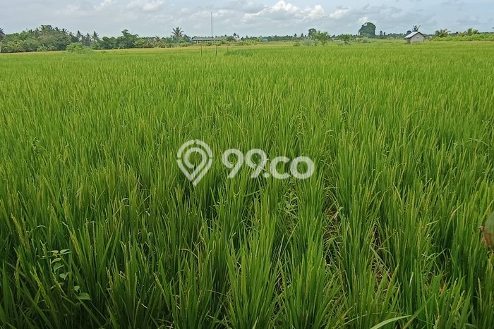 Tanah Kosong Disewakan di Ubud, Gianyar, Luas 900m2 Tanah Kosong Disewakan di Ubud, Gianyar, Luas 900m2