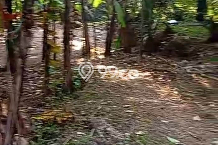 Tanah Strategis Kawasan Ubud, Luas 800m², Ideal untuk Bisnis, Disewakan Tanah Strategis Kawasan Ubud, Luas 800m², Ideal untuk Bisnis, Disewakan