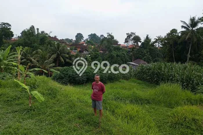 Tanah Komersial Disewakan di Ubud Gianyar Seluas 2000m2 Tanah Komersial Disewakan di Ubud Gianyar Seluas 2000m2