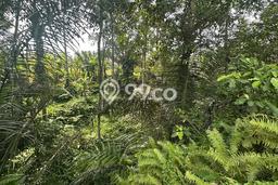 Tanah untuk Dijual di Ubud Gianyar Luas 980m2 Tanah untuk Dijual di Ubud Gianyar Luas 980m2