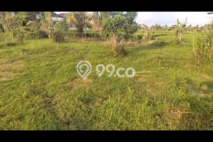 Siap Disewakan Tanah di Ubud Luas 2700m2 Area Potensial Siap Disewakan Tanah di Ubud Luas 2700m2 Area Potensial
