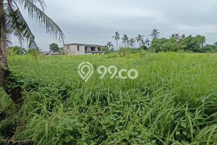 Tanah Kavling untuk Disewa di Ubud Gianyar 3500m2 Tanah Kavling untuk Disewa di Ubud Gianyar 3500m2