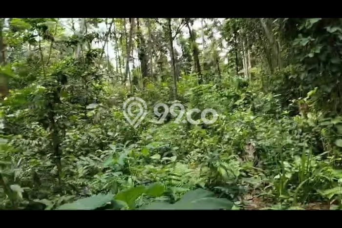 Kavling Tanah Disewakan di Ubud Gianyar Luas 3000m2 Strategis Kavling Tanah Disewakan di Ubud Gianyar Luas 3000m2 Strategis
