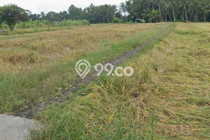 Tanah untuk Disewakan di Ubud Gianyar SHM Tanah untuk Disewakan di Ubud Gianyar SHM