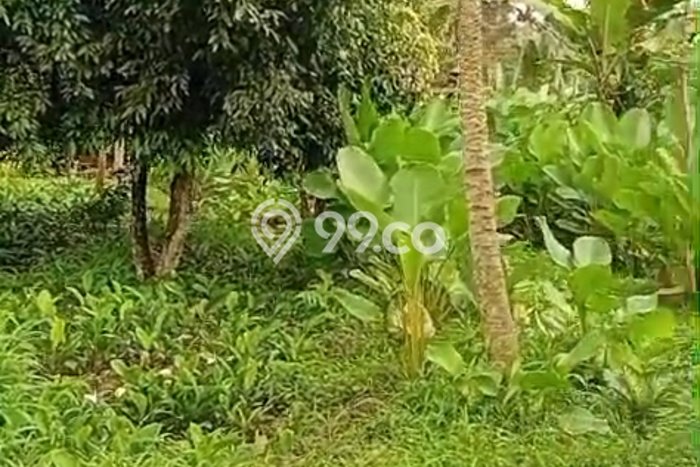 Kavling Tanah di Marga Dijual Luas 3300m2 Legalitas SHM Kavling Tanah di Marga Dijual Luas 3300m2 Legalitas SHM