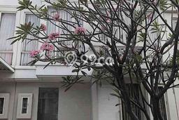 Disewakan Rumah Harga Terjangkau di Pakuwon Surabaya Punya 2 Kamar Tidur Disewakan Rumah Harga Terjangkau di Pakuwon Surabaya Punya 2 Kamar Tidur