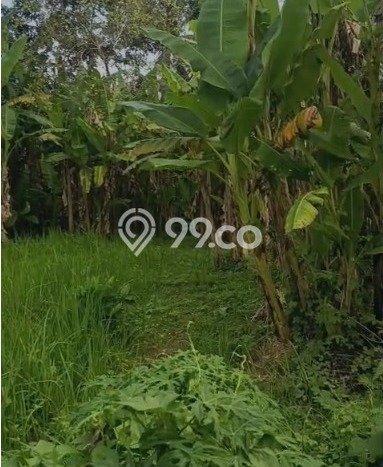 Tanah di Kerambitan, Tabanan Luas 200m2 Dijual Segera Tanah di Kerambitan, Tabanan Luas 200m2 Dijual Segera