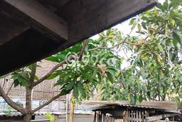 Tanah Kavling untuk Dijual di Kramatwatu Serang 150m2 Tanah Kavling untuk Dijual di Kramatwatu Serang 150m2