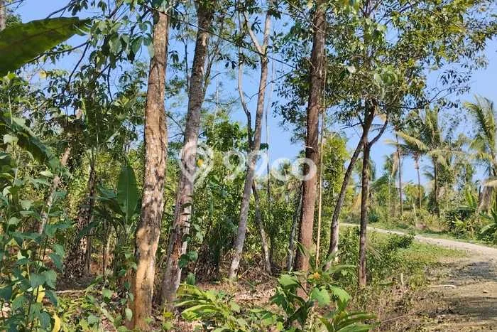 Kavling Tanah Dijual di Munjul, Pandeglang, Luas 51000m2 Area Strategis Kavling Tanah Dijual di Munjul, Pandeglang, Luas 51000m2 Area Strategis