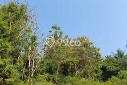 Tanah Dijual Lokasi Ciwandan Cilegon SHM Tanah Dijual Lokasi Ciwandan Cilegon SHM