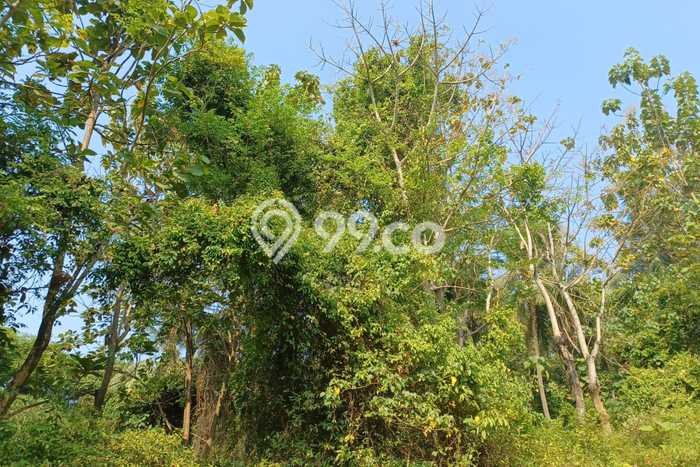 Tanah Dijual Lokasi Ciwandan Cilegon SHM Tanah Dijual Lokasi Ciwandan Cilegon SHM
