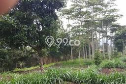 Tanah Dijual Lokasi Bandung Barat, Bandung Luas 2230m2 Legalitas Aman Tanah Dijual Lokasi Bandung Barat, Bandung Luas 2230m2 Legalitas Aman