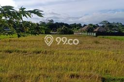 Tanah Siap Bangun Dijual di Tabanan Punya Luas 6050m2 Tanah Siap Bangun Dijual di Tabanan Punya Luas 6050m2