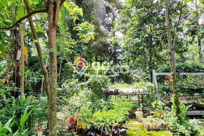 Kavling Tanah Dijual di Limbangan Kendal Spesifikasi 1300m2 Kavling Tanah Dijual di Limbangan Kendal Spesifikasi 1300m2