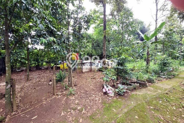 Kavling Tanah Dijual di Limbangan Kendal Spesifikasi 1300m2 Kavling Tanah Dijual di Limbangan Kendal Spesifikasi 1300m2