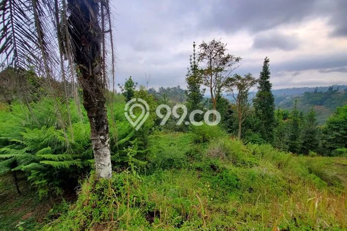 Lahan untuk Dijual di Lembang Bandung Barat Luas 1600m2 Lahan untuk Dijual di Lembang Bandung Barat Luas 1600m2