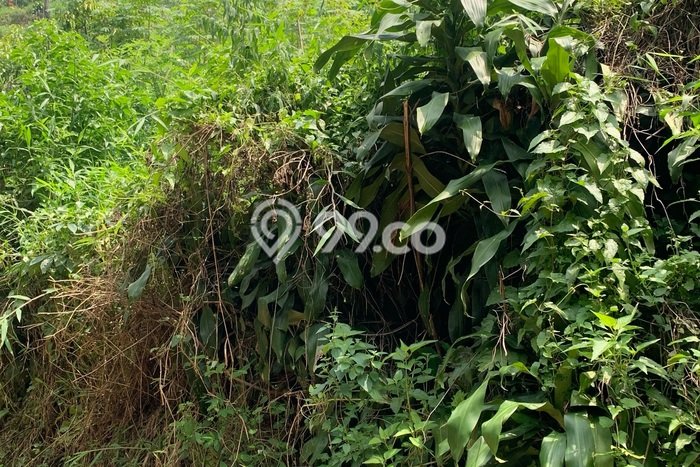 Tanah Dijual di Bandung Seluas 2750m2 Strategis Tanah Dijual di Bandung Seluas 2750m2 Strategis