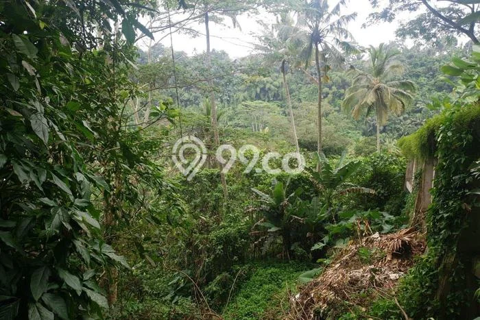 Tanah Investasi Dijual di Gianyar Punya Luas 8000m2 Tanah Investasi Dijual di Gianyar Punya Luas 8000m2
