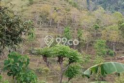 Lahan Investasi Lokasi Seraya Karangasem SHM Lahan Investasi Lokasi Seraya Karangasem SHM