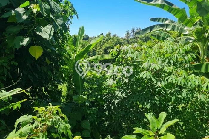 Kavling Tanah untuk Dijual di Kemenuh, Gianyar, Luas 1260m2 Kavling Tanah untuk Dijual di Kemenuh, Gianyar, Luas 1260m2