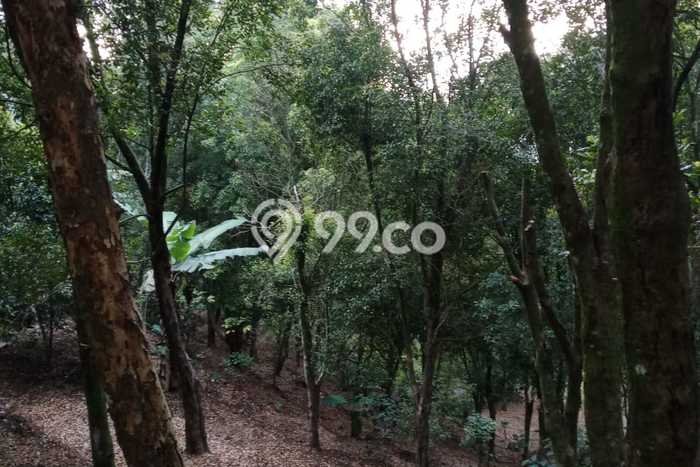 Tanah Dijual Area Strategis di Munduk Buleleng 5400m2 Tanah Dijual Area Strategis di Munduk Buleleng 5400m2
