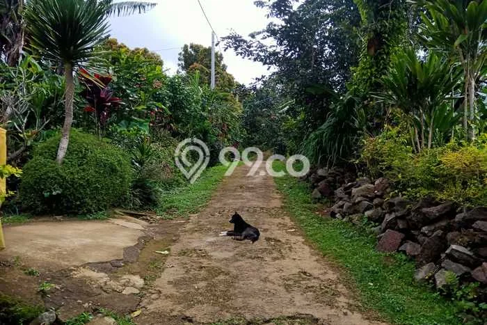 Dijual Tanah di Buleleng, Luas 1500m2 SHM Dijual Tanah di Buleleng, Luas 1500m2 SHM