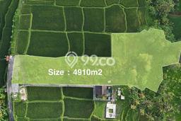 Tanah di Tegallalang, Gianyar Luas 4910m2 Dijual Segera Tanah di Tegallalang, Gianyar Luas 4910m2 Dijual Segera