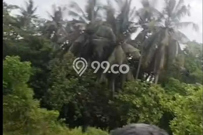 Tanah Dijual Area Strategis di Batuan Gianyar 2400m2 Tanah Dijual Area Strategis di Batuan Gianyar 2400m2