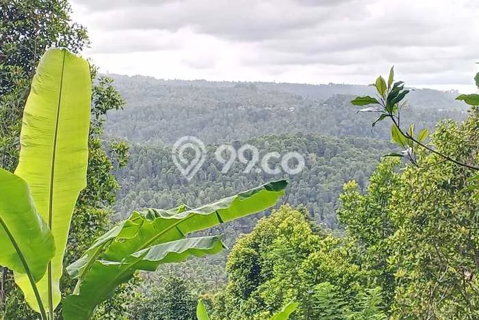Tanah Kavling Dijual di Munduk, Buleleng dengan Luas Tanah 11300m2 Tanah Kavling Dijual di Munduk, Buleleng dengan Luas Tanah 11300m2
