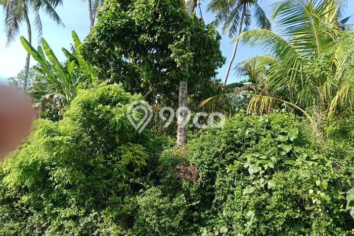 Tanah Dijual di Tabanan Seluas 500m2 Strategis Tanah Dijual di Tabanan Seluas 500m2 Strategis